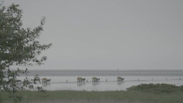 multiple carriages with horses and many tourists on mudflats in the background at the german north-sea coast