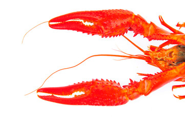 Lobster on a white background