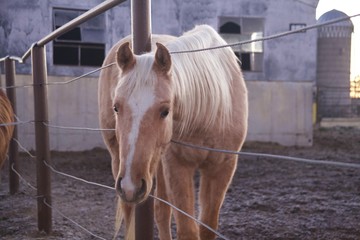 Palomino horse in pen