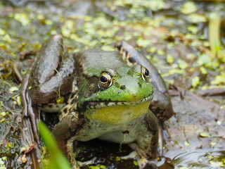 green frog in shallow water