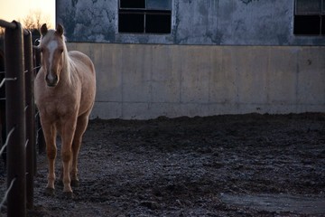 Palomino horse in pen