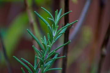 Rosemary bush