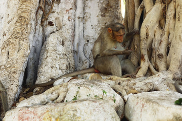 Indian Monkey Images 