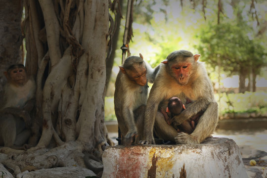 Indian Monkey Images 