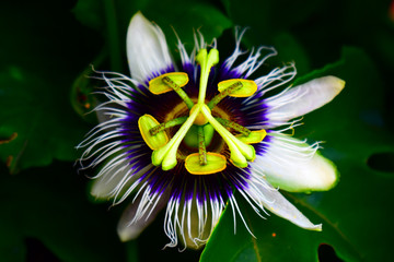 martian flower 2