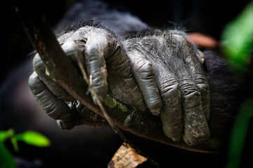 Chimpanzee's hands