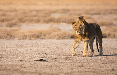 Plakat Lion in Etosha