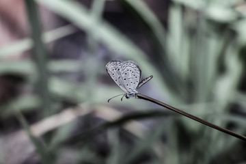 zizula hylax, the gaika blue or tiny grass blue is a species of blue lycaenidae butterfly