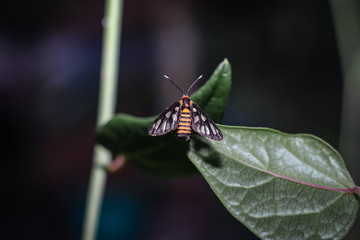 amata huebneri is a species of moth in the genus amata of the erebidae family. Adult moths of this species are black with yellow or orange ribbons on the belly, and transparent windows on the wings
