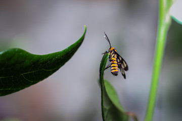 amata huebneri is a species of moth in the genus amata of the erebidae family. Adult moths of this species are black with yellow or orange ribbons on the belly, and transparent windows on the wings