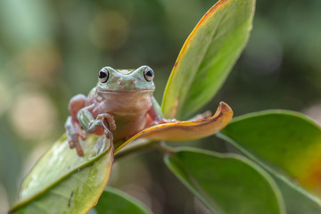 Dumpy frog aka green tree frog