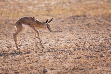 new Born Springbok