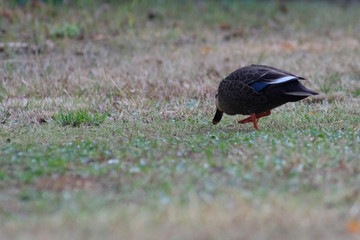 duck in water