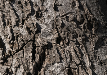 Evergreen tree bark Macro photo.
