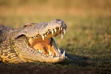 Zelfklevend Fotobehang krokodil met open mond © Keith