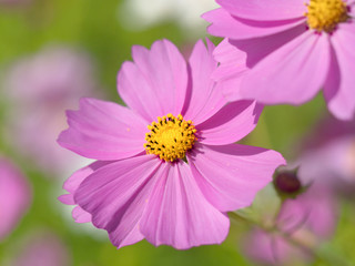 Obraz premium コスモスの花