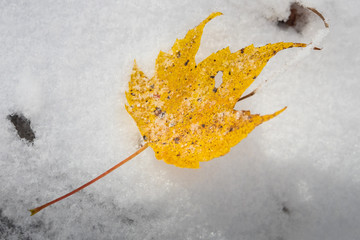 Yellow leaf close-up in the snow