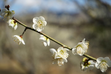 桜