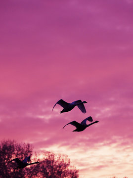 Three Whooper swans in flight at sunset, Druskininkai, Lithuania