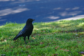 Black crow bird standing