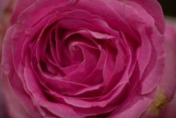Swirl pattern of pink rose petal