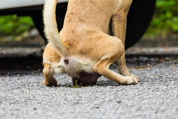 dog peeing in the road