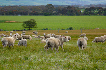 Fototapeta na wymiar Herd of sheep grazing on green meadow