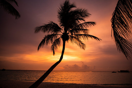 Silhouette of a pam tree on beach at sunset, Maldives