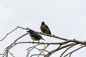 beautiful bird in nature