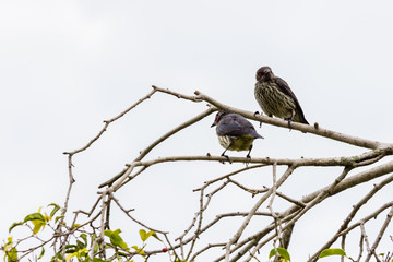 beautiful bird in nature