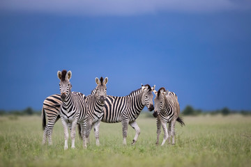 Fototapeta premium Zebra Herd