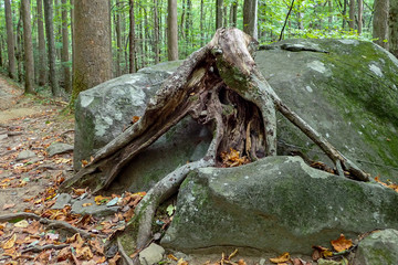Tree roots growing over rock