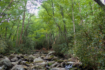 Mountain Stream through woods in Great Smoky Mountains National Park