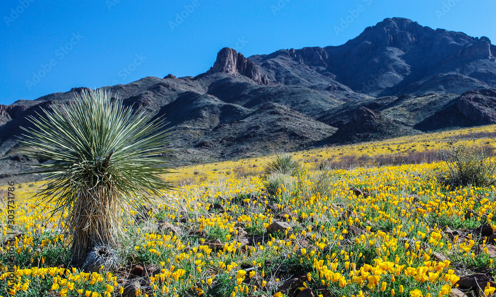 Wall mural Wild Flowers in the Florida Mountains