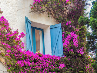 blue window with purple flowers