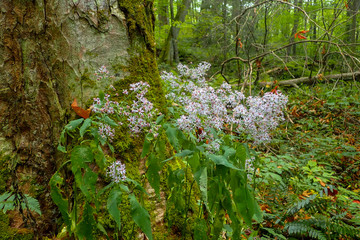 Fototapeta premium Wood Asters at the base of tree