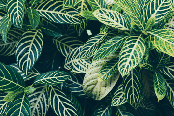 Naklejka na ściany i meble green leaf of small plant in nature garden