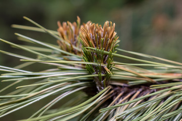 Naklejka na ściany i meble pine branch with young cones