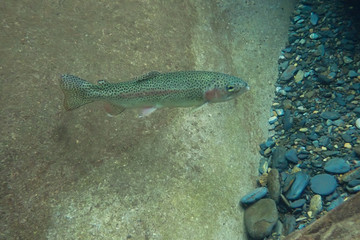 Rainbow trout underwater