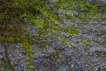 Moss growing on rock, close-up