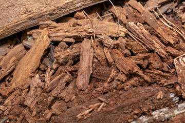 the texture of the decaying wood in brown tones