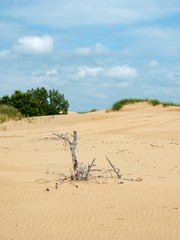 dead wood in sand
