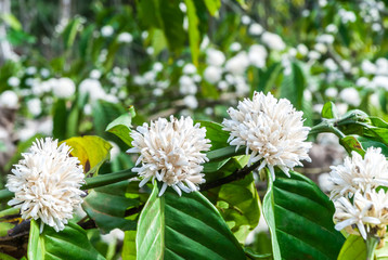blooming coffee flowers on tree