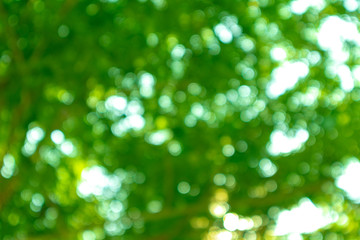 Soft blurred, out of focus of green leaves and light bokeh that survives through the trees.	