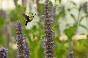 hawk moth on the violet flowers