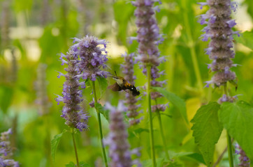 hawk moth on the violet flowers