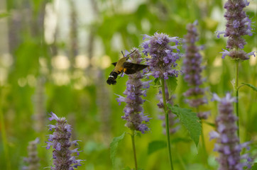 hawk moth on the violet flowers