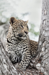 Leopard cub