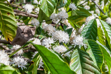 Fototapeta na wymiar blooming coffee flowers on tree
