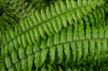 green bracken in the garden